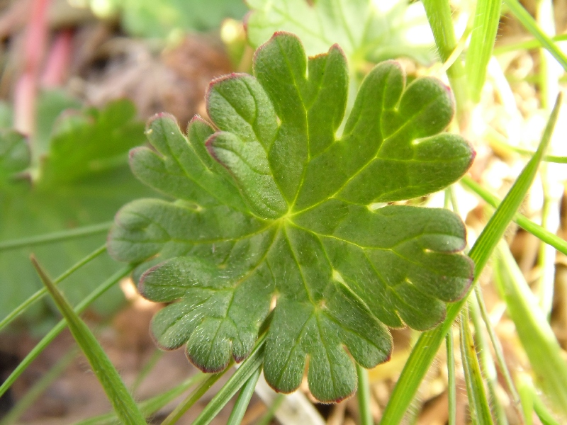 Fiore 6 da determinare - Geranium sp.